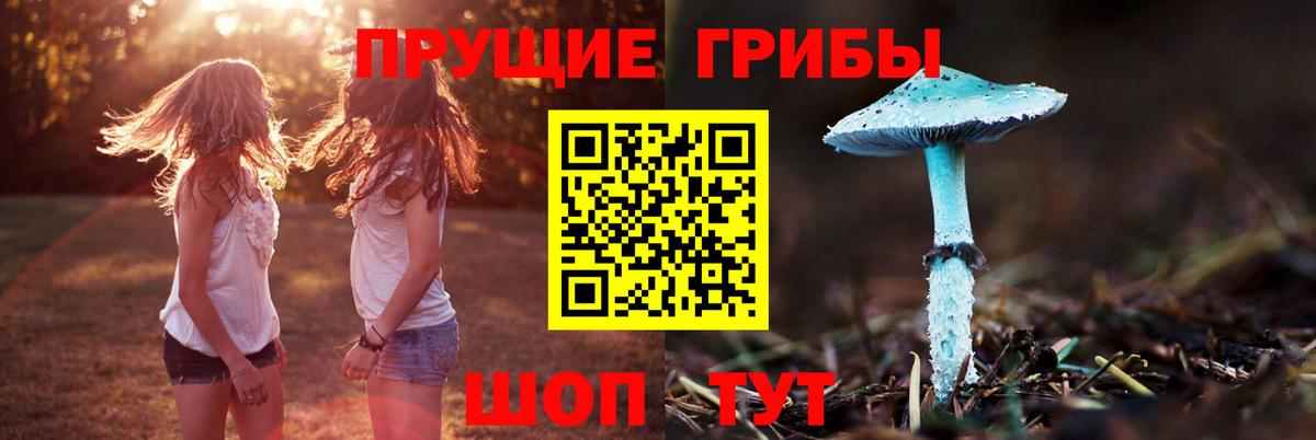 Галлюциногенные грибы Psilocybine cubensis Шадринск